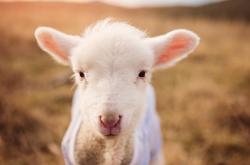 开云体育app-银箭与飞箭的终局攻防，皮亚斯特里致命一击，诠释新一代的冷静与犀利