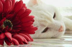 开云体育-袋鼠军团遭遇铁血防线，罗德里展现大师级掌控力