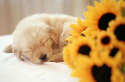 开云体育中国-非洲新纪元，几内亚世界杯首秀震撼世界，巴西天才罗德里戈加冕之战