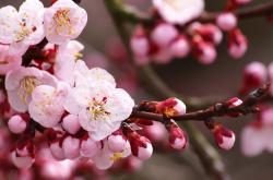 开云体育app-从悬崖边归来，贝林厄姆惊天接管，澳大利亚逆转加拿大震惊世界排名争夺战