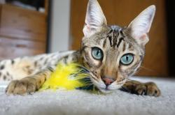 开云体育app-凯恩闪耀全场一锤定音，哥伦比亚球队单节爆发锁定胜局