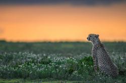 开云体育登录-德甲争冠战暗藏红箭，塞内加尔足球的胜利