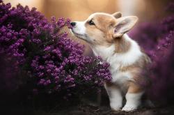 开云sport-马克西飙分令对手无计可施，勇士团队发力大胜活塞—NBA赛场双星闪耀，攻防盛宴引爆热议