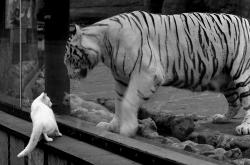 开云体育官网-翡冷翠的叹息与马德里的焰火，布雷默，一场鏖战铸就的英雄诗篇