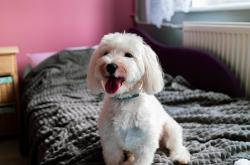 开云体育APP下载-当芬兰节奏冻结葡萄牙，罗德里戈用一粒进球丈量存在的重量