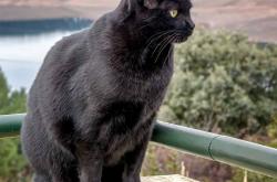 开云体育在线-德甲争冠战之夜，萨内关键时刻的连续得分艺术