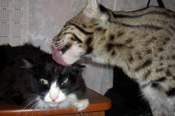 开云体育-铁壁锁火枪，小贾伦如何用防守艺术冰封步行者之矛