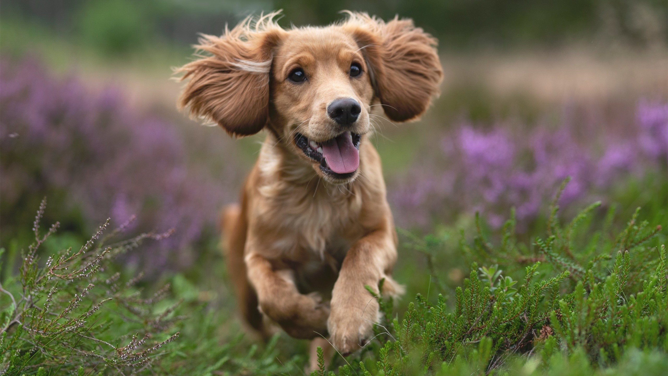 王者归来！张镇麟末节暴走率队上演惊天逆转