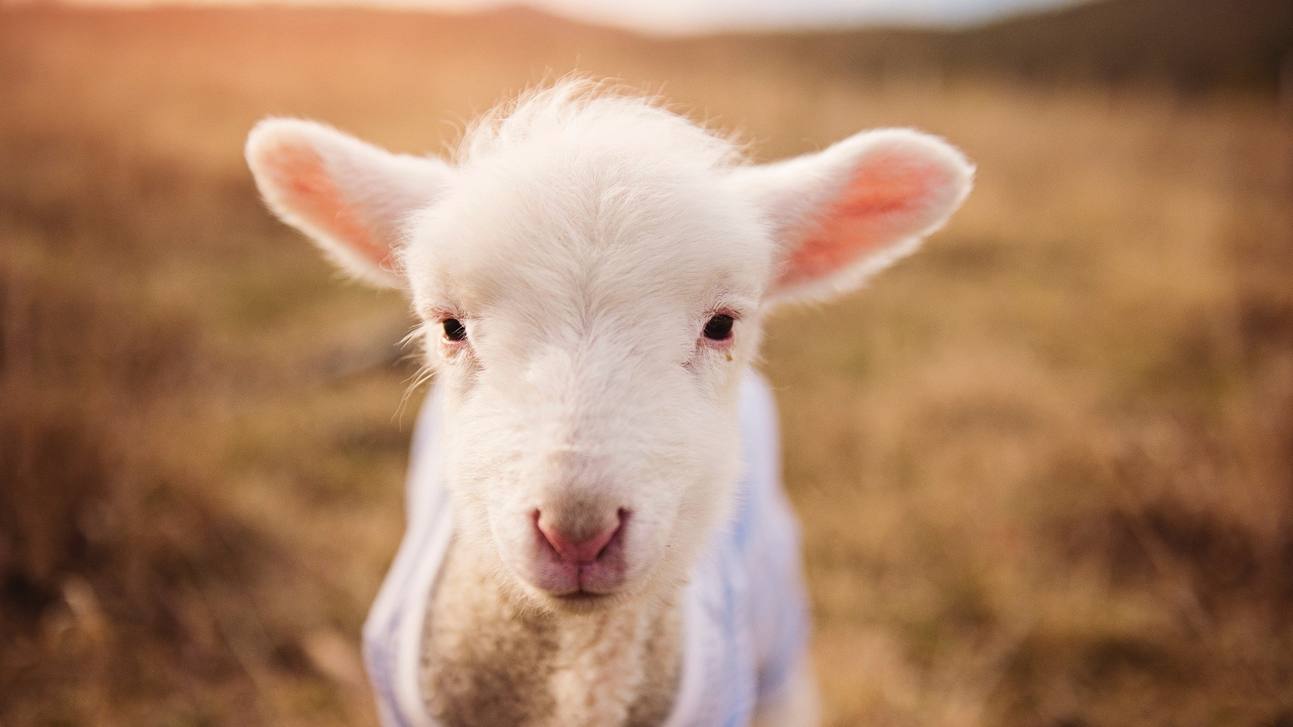 银箭与飞箭的终局攻防，皮亚斯特里致命一击，诠释新一代的冷静与犀利