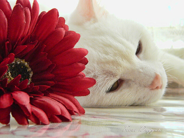 袋鼠军团遭遇铁血防线，罗德里展现大师级掌控力