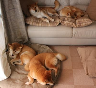 星斗下的舞者，当莱奥遇见巴萨绝杀爱尔兰的史诗之夜