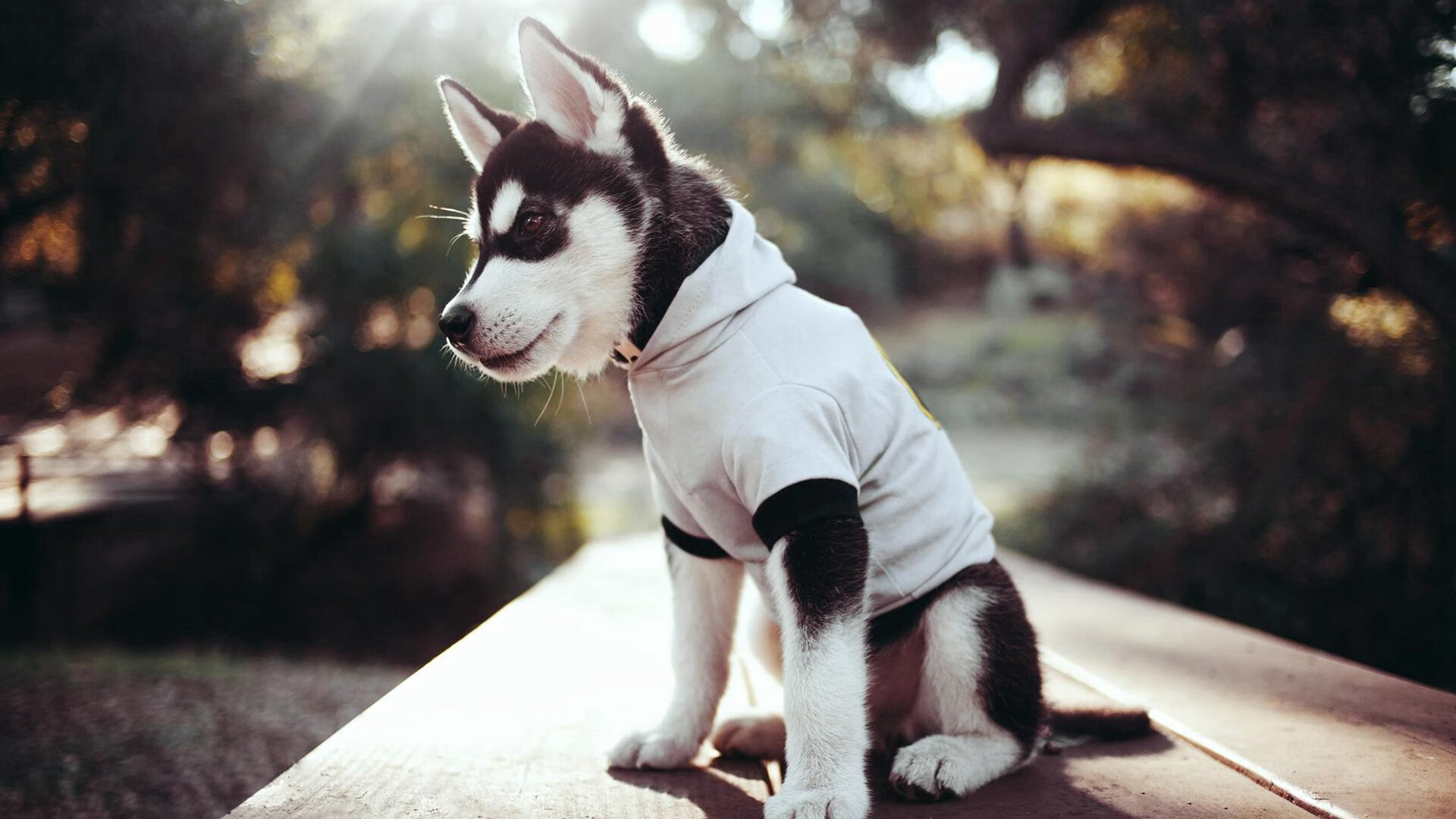 跨时空对决，当开拓者完胜广东队，哈登如何成为关键先生？