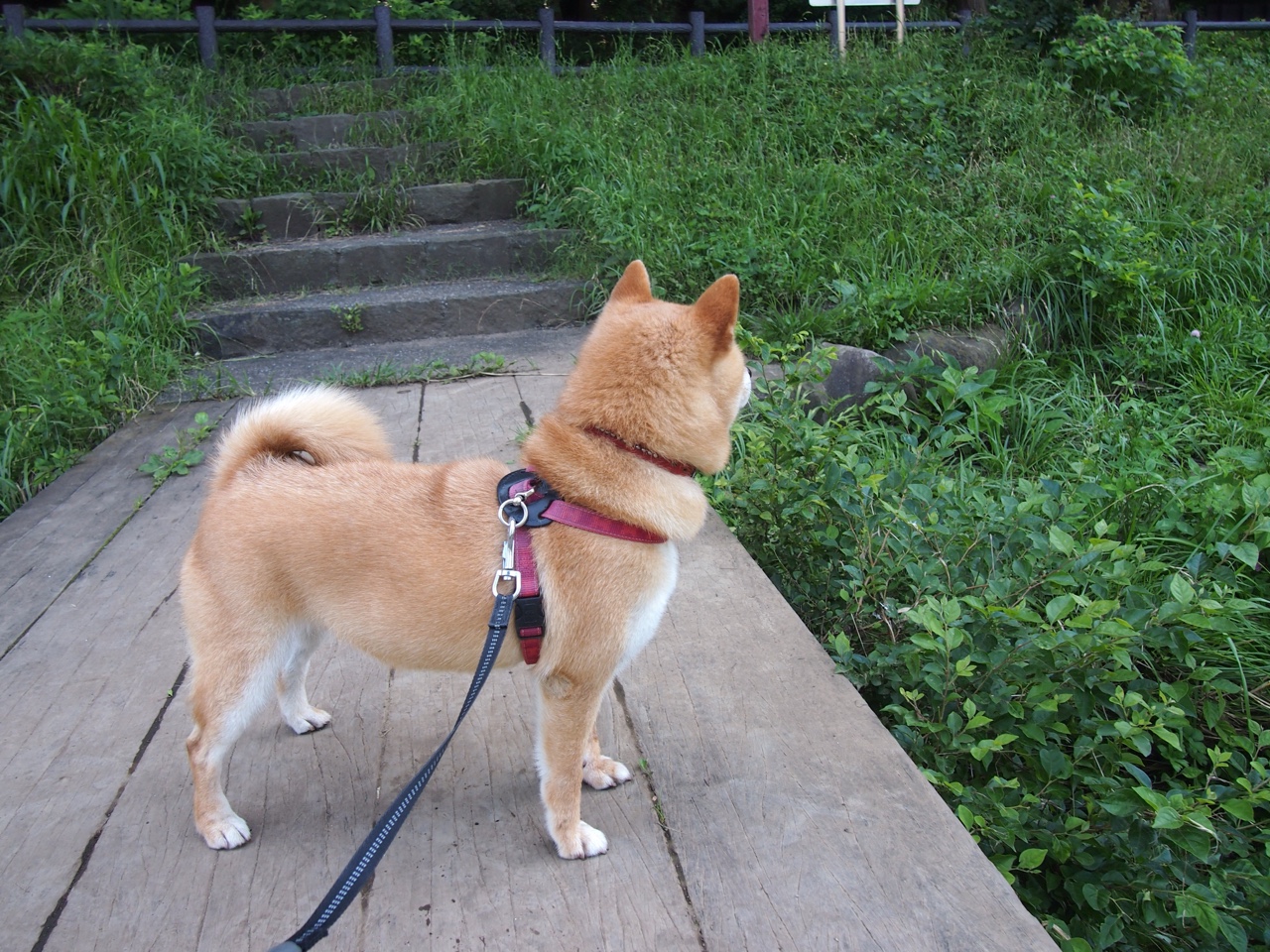 非洲雄狮震惊世界,坎特神勇护航,喀麦隆巨人脚下横扫葡萄牙