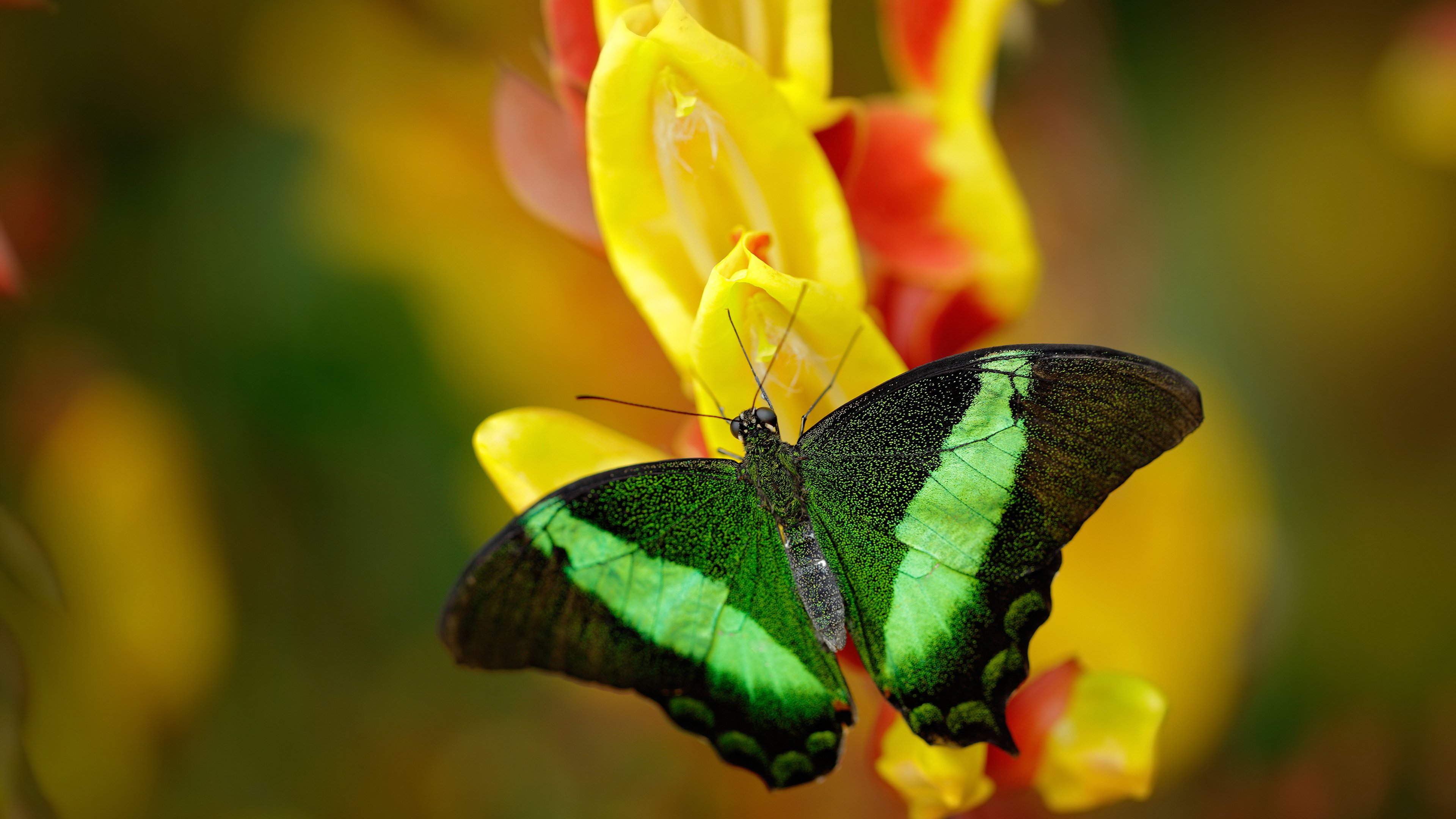 草根的胜利,伊萨克惊天一脚,几内亚刺破日本足球黎明