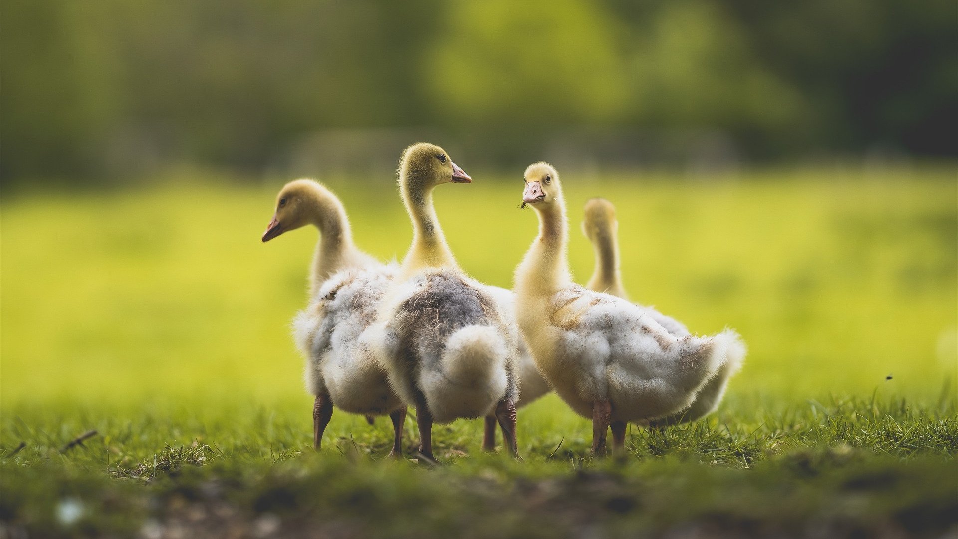 南粤利刃出鞘!决胜局爱德华兹一锤定音,广东力擒黄蜂夺赛点