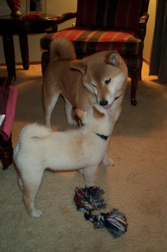 秘鲁掀翻多特蒙德，阿坎吉的全场统治与奇迹之夜