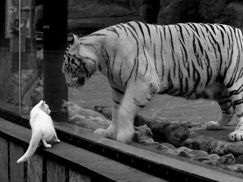 翡冷翠的叹息与马德里的焰火,布雷默,一场鏖战铸就的英雄诗篇