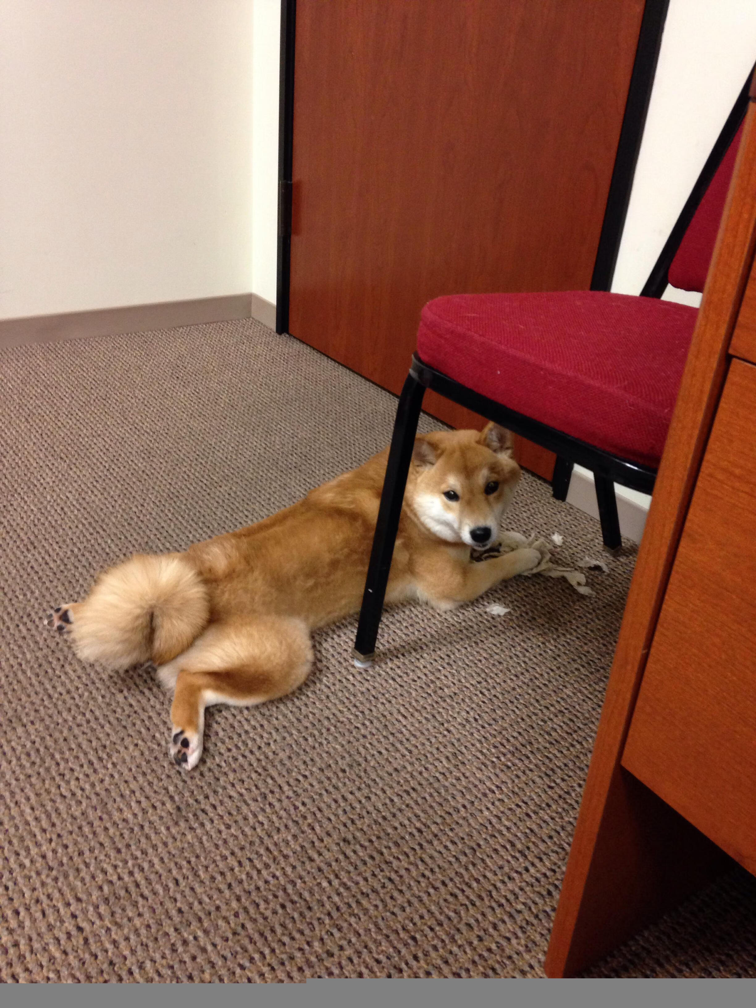 杀死尼克斯,他只是微微一笑,西亚卡姆如何成为奇才的终极密码?