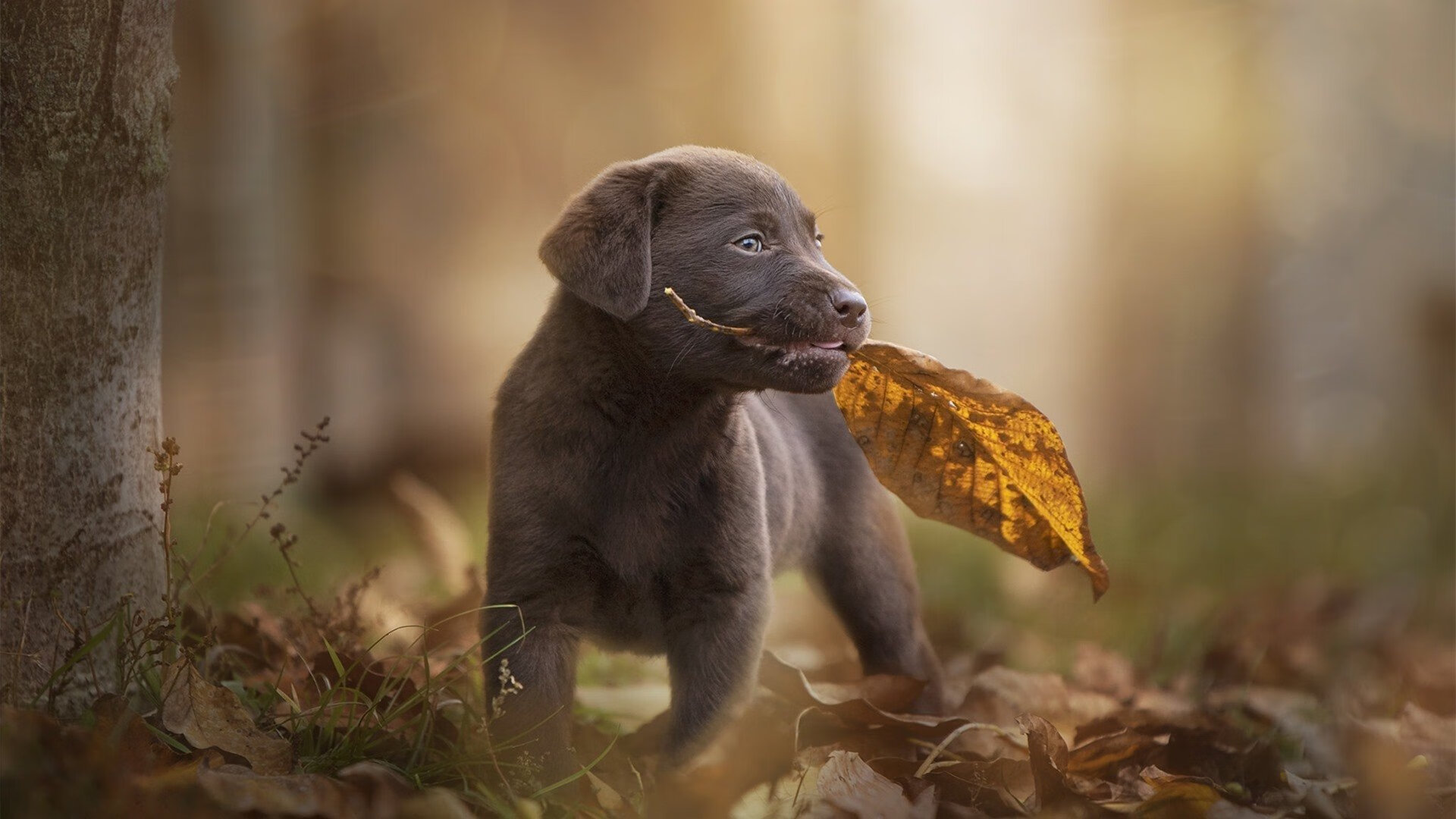 美式单体爆破VS中式整体重压,哈利伯顿绝境重生与辽宁铁壁降服尼克斯