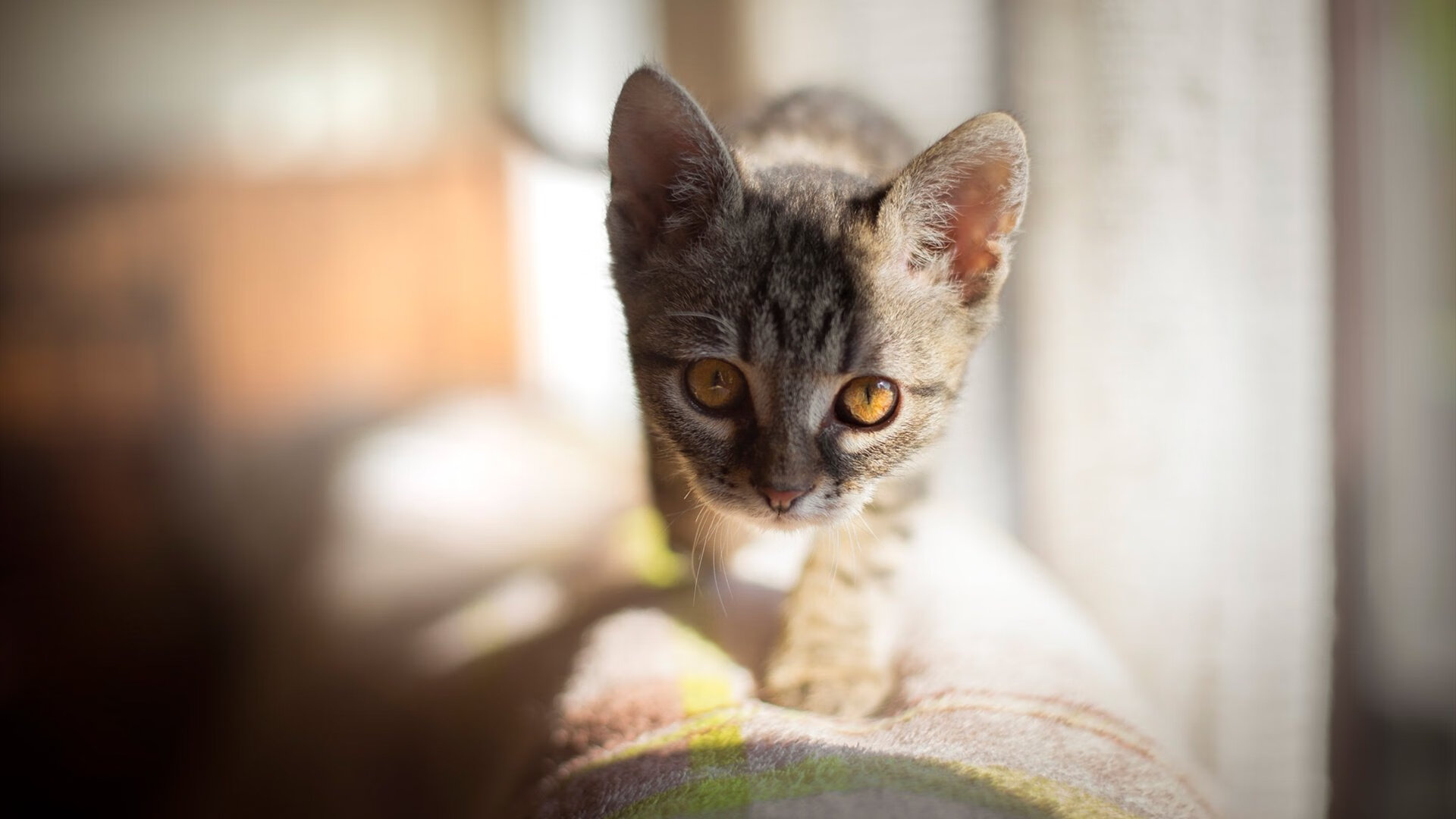 从异乡图腾到冰冷圣殿的救赎，西亚卡姆率黄蜂逆袭广东之夜