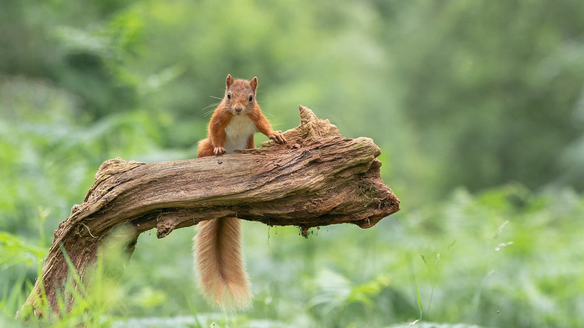 昨夜,当班凯罗在意甲闪耀时,他的选秀模板在NBA完成绝杀
