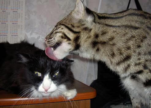 铁壁锁火枪，小贾伦如何用防守艺术冰封步行者之矛