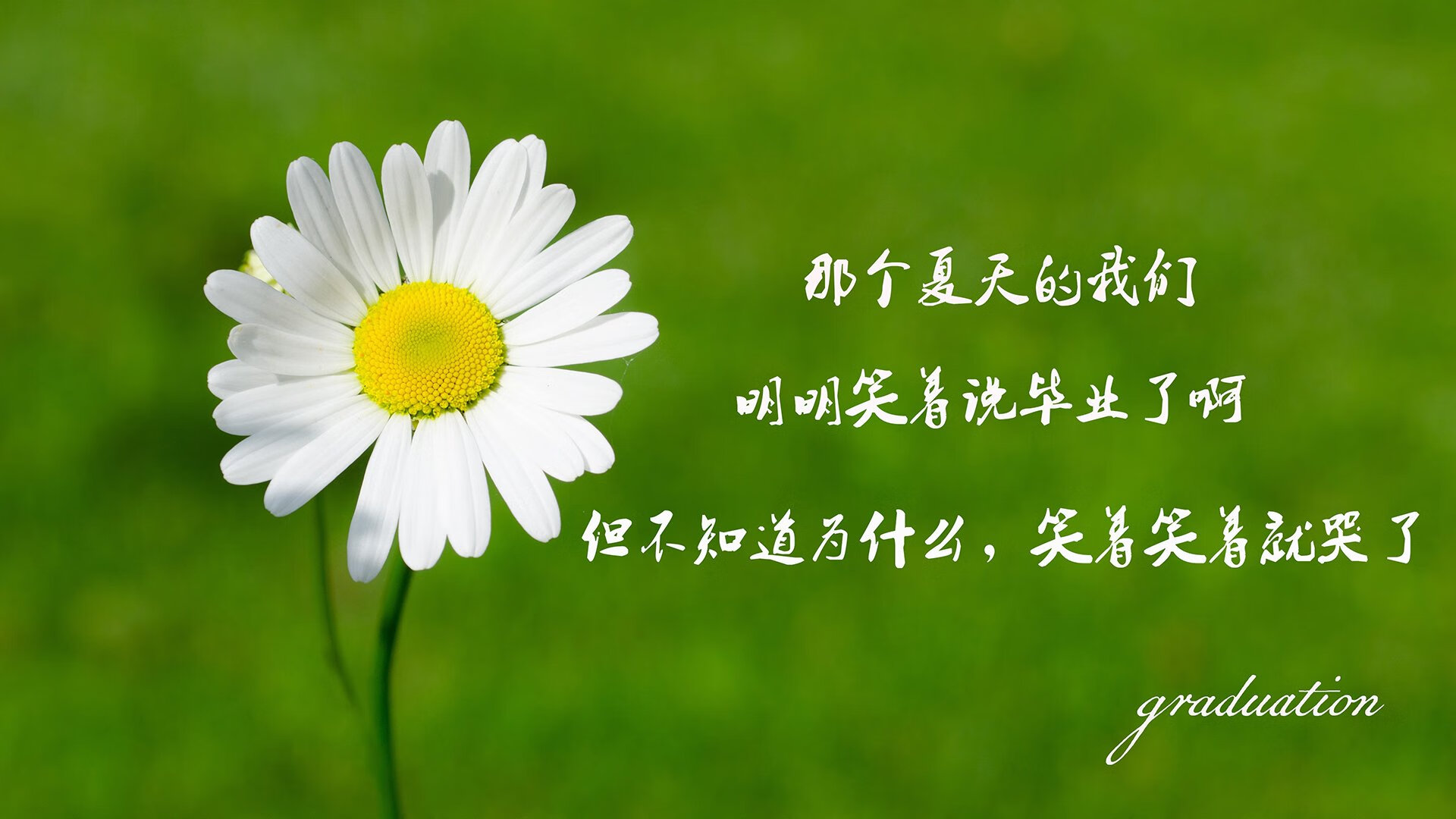 暹罗之夏的孤勇,当莱万的光芒刺破F组迷雾,比利时遭遇最冷热带风暴