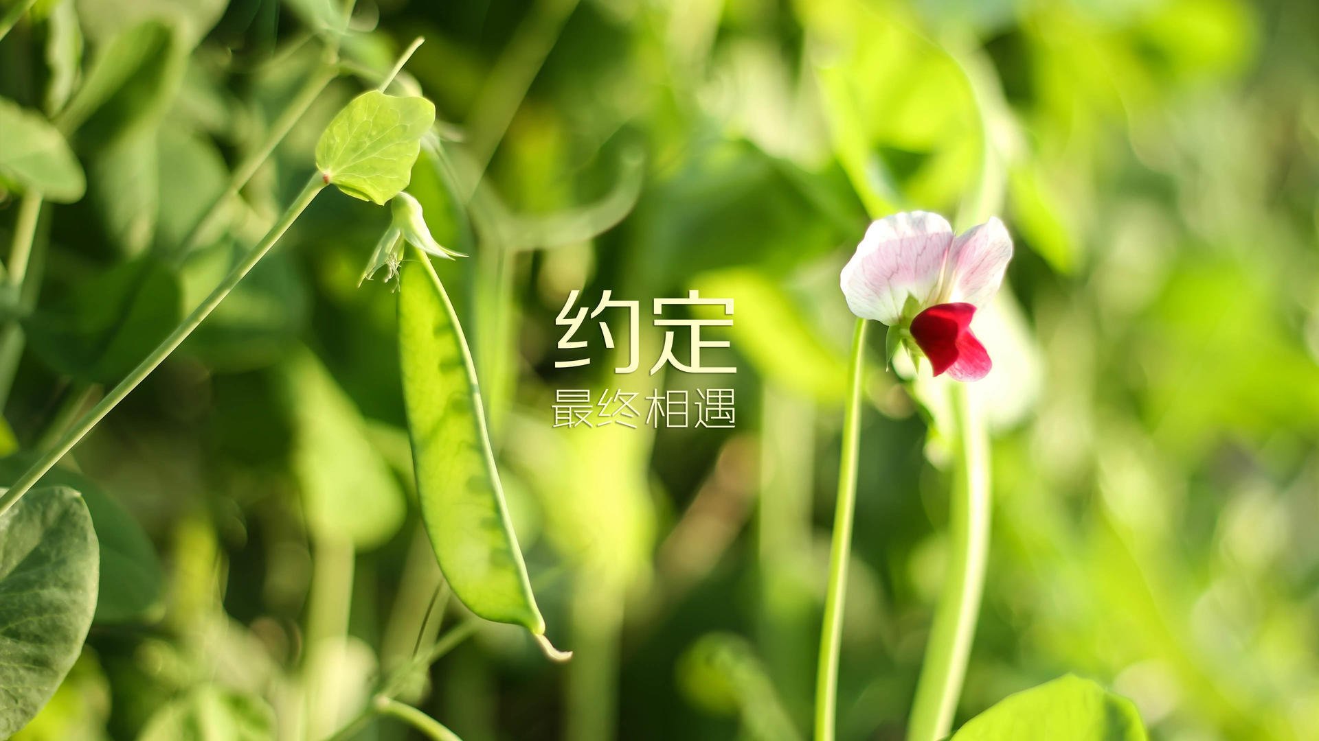 命运的第76分钟,当巴雷拉撕碎童话,替补奇兵书写2026世界杯G组唯一剧本